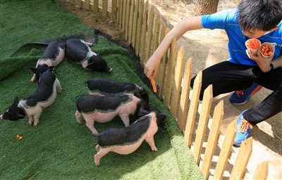 Hva ville du gjort hvis marsvin får heteslag